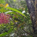 národní park Kinabalu – různobarevná květena