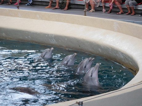 представление в дельфинарии