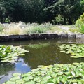 Botanická záhrada UK