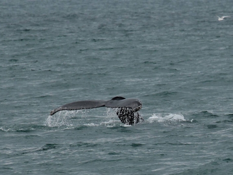  горбатый кит 