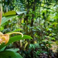 národní park Kinabalu – botanická zahrada