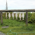 Aljašské ryby