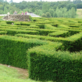 zelený labyrint
