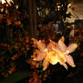 Klosterneuburg – výstava orchideí