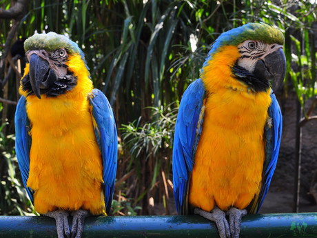 попугаи в зоопарке Санта-Крус